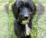 Small #5 Poodle (Standard) Mix