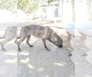 Parvati-good candidate for therapy pooch - Male Mutt Dog for Adoption - Photo #3