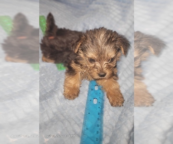 Medium Photo #196 Yorkshire Terrier Puppy For Sale in AKRON, OH, USA