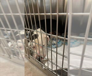 American Pit Bull Terrier-Unknown Mix Dogs for adoption in Waco, TX, USA
