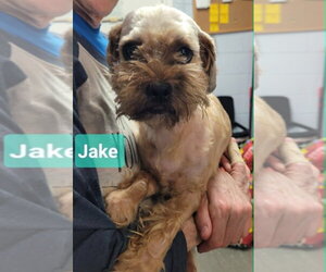 Shih Tzu Dogs for adoption in Richmond, IN, USA