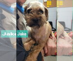 Small Shih Tzu