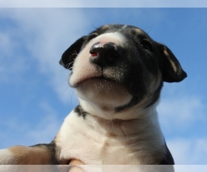 Bull Terrier Puppy for sale in BROOKLYN, NY, USA