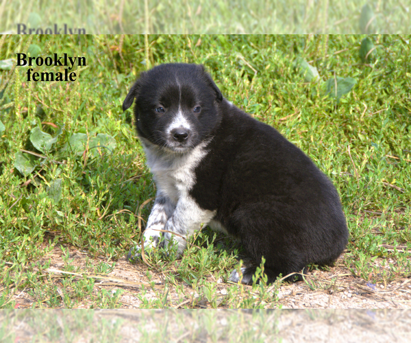 Medium Photo #10 Border-Aussie Puppy For Sale in CLARE, MI, USA