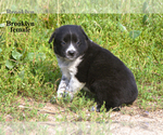 Small #9 Border-Aussie