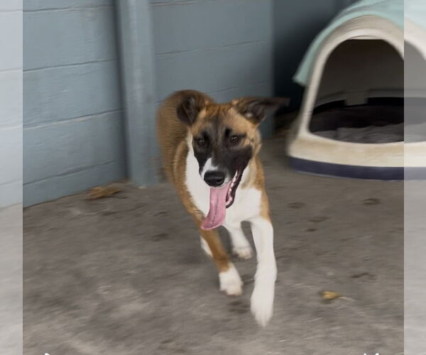 Medium Photo #3 Mutt Puppy For Sale in Emmett, ID, USA