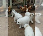 Small Photo #11 Great Pyrenees Puppy For Sale in MOODY, MO, USA