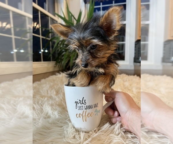 Medium Photo #4 Yorkshire Terrier Puppy For Sale in ELKTON, KY, USA