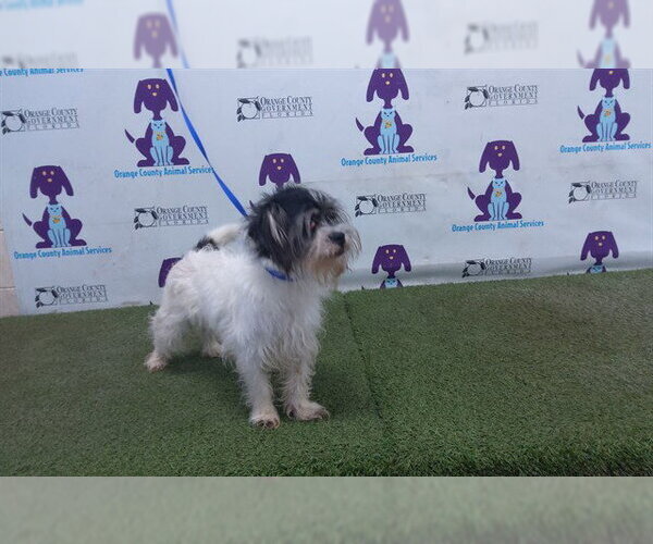 Medium Photo #1 Shih Tzu-Unknown Mix Puppy For Sale in Orlando, FL, USA