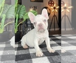 Small French Bulldog