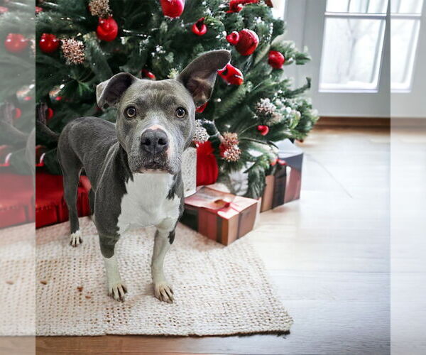 Medium Photo #1 Mutt Puppy For Sale in Rochester, NY, USA