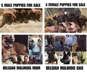 Belgian Malinois Puppy for sale in WASILLA, AK, USA