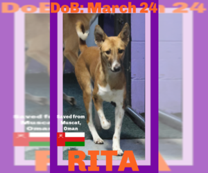 Saluki-Whippet Mix Dogs for adoption in Sebec, ME, USA