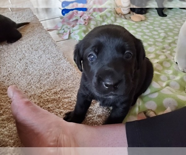 Medium Photo #5 Labrador Retriever Puppy For Sale in WATERFORD, WI, USA