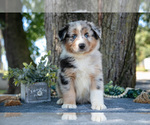Small #1 Australian Shepherd