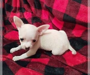 Chihuahua Puppy for sale in MIAMI BEACH, FL, USA