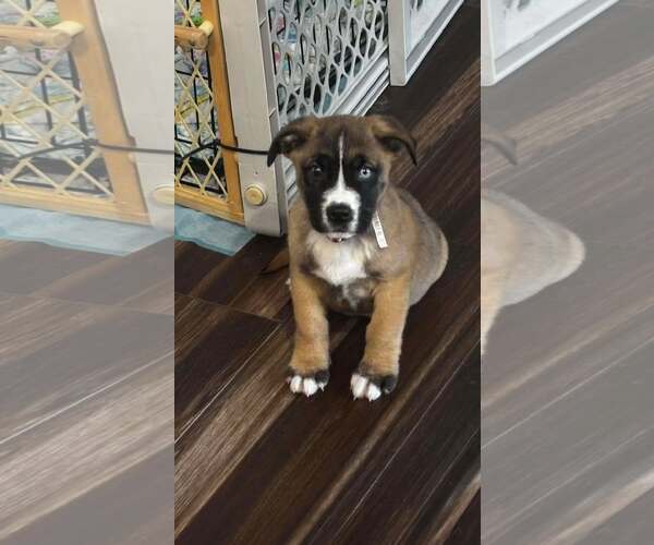 Medium Photo #6 Boxer-Unknown Mix Puppy For Sale in pomfret, CT, USA