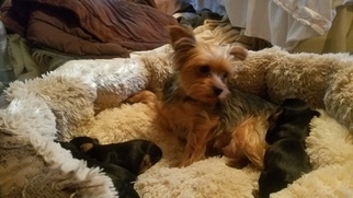 Mother of the Yorkshire Terrier puppies born on 04/25/2018