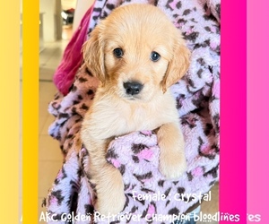 Golden Retriever Puppy for sale in SUGAR LAND, TX, USA