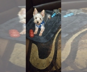 Silky Terrier Puppy for sale in NEW HAVEN, CT, USA