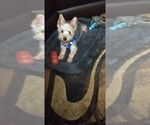 Small Photo #1 Silky Terrier Puppy For Sale in NEW HAVEN, CT, USA