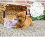 Small Photo #5 Labrador Retriever Puppy For Sale in SYRACUSE, IN, USA