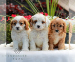 Small #1 Cavapoo (Miniature)
