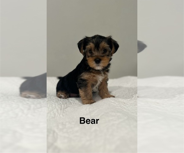 Medium Photo #1 YorkiePoo Puppy For Sale in COVINA, CA, USA