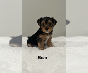 Medium YorkiePoo