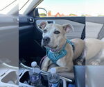 Small #2 Boxer Mix