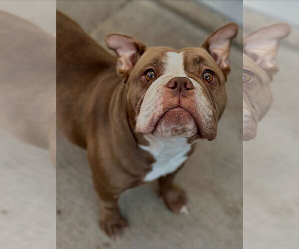 Medium Photo #2 Bulldog-Unknown Mix Puppy For Sale in Las Vegas, NV, USA