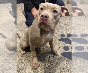 Mutt Dogs for adoption in Tracy, CA, USA