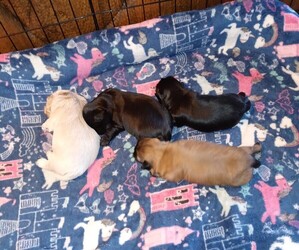 Shih Tzu Litter for sale in SALEM, OR, USA