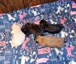 Small Shih Tzu