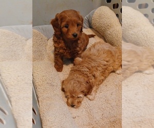Cock-A-Poo-Cockapoo Mix Puppy for Sale in AMADO, Arizona USA