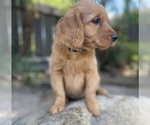Puppy Ethel Goldendoodle