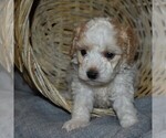 Small Photo #2 Poodle (Miniature) Puppy For Sale in MILLERSBURG, PA, USA