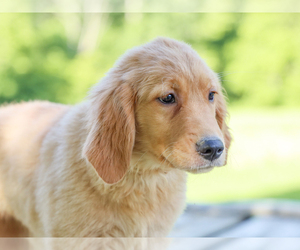 Golden Retriever Puppy for sale in LIBERTY, KY, USA