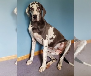 Mother of the Great Dane puppies born on 07/15/2020