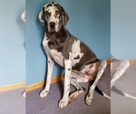 Small Photo #1 Great Dane Puppy For Sale in CADILLAC, MI, USA