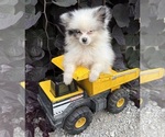 Small #2 Pomeranian