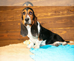 Small #3 Basset Hound