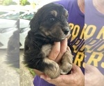Small Photo #76 Aussiedoodle Puppy For Sale in LONGWOOD, FL, USA