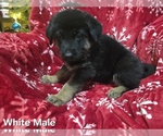 Small Photo #21 German Shepherd Dog Puppy For Sale in APACHE JUNCTION, AZ, USA
