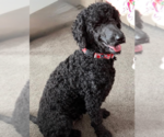 Small Poodle (Standard) Mix