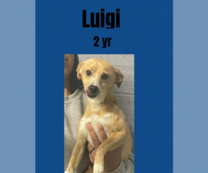 Chihuahua-Unknown Mix Dogs for adoption in Cranston, RI, USA