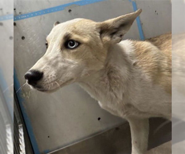 Medium Photo #1 Siberian Husky-Unknown Mix Puppy For Sale in San Bernardino, CA, USA