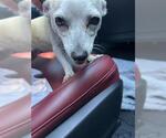 Small Chihuahua
