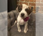 Small Photo #14 Boxer-English Coonhound Mix Puppy For Sale in Canal Winchester, OH, USA