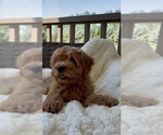 Small Photo #19 Goldendoodle mix (+ Poodle Miniature) Puppy For Sale in RANDOLPH, WI, USA